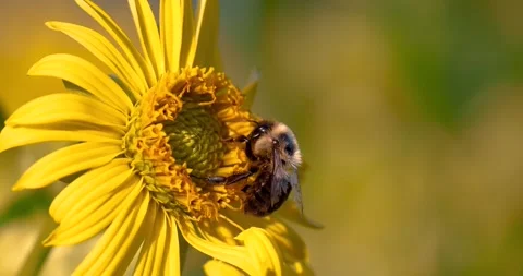 A bumblebee foraging for nectar and pollen on a yellow flower. Stock Footage 321656465