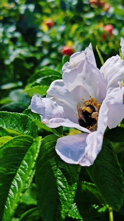 Bumblebee foraging for nectar on a blooming wild rose flower Stock Footage 343920120