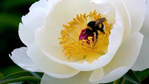 Bumblebee foraging on a peony blossom Stock Footage 307531905