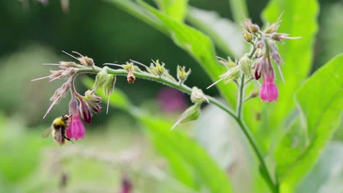 Bumblebee Foraging on Pink Comfrey Blossoms in Slow Motion Video stock 336123661