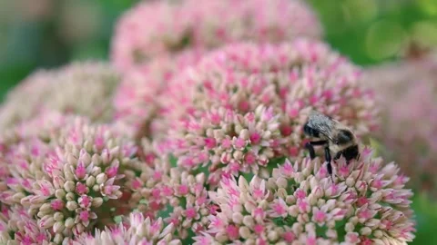 Bumblebee Foraging on Pink Stonecrop Flowers Close Up Stock Footage 346413264