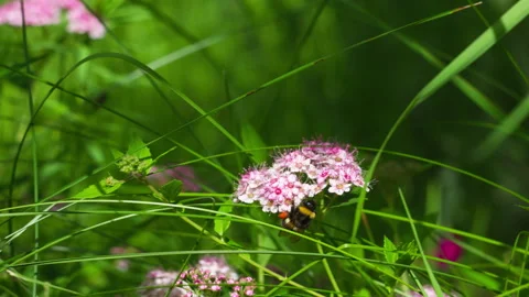 Bumblebee Foraging for Pollen on Blooming Pink Spirea Flowers in Summer Field Stock Footage 337422179