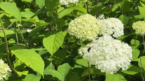 Bumblebee foraging pollen on large white hydrangea bloom in sunny summer ga.. Video stock 342540407