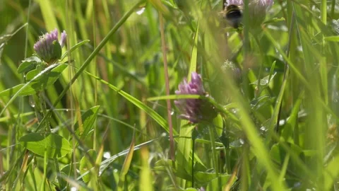 Bumblebee Foraging Pollen on Red Clover - 4K Wildlife Slow Motion Shot Vídeos de archivo 336186263