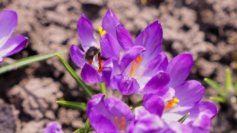 Bumblebee foraging for pollen on a vibrant purple crocus flower in a sunny .. Video stock 339850995