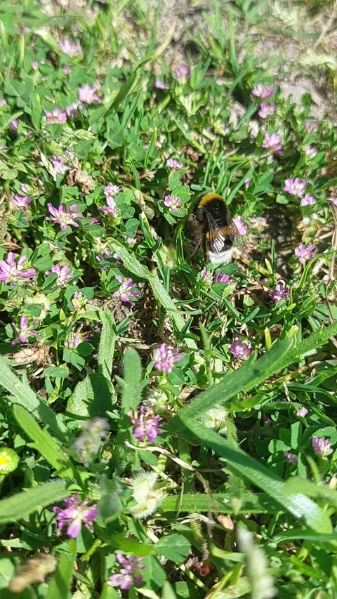 Bumblebee Foraging on Purple Flowers Stock Footage 345531141
