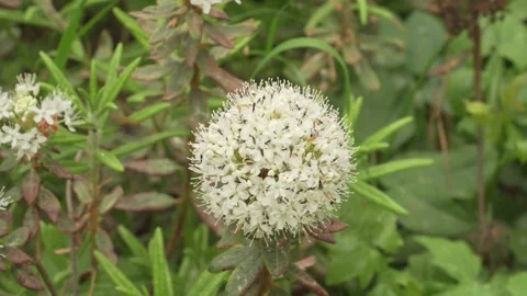 Bumblebee foraging on white bog labrador tea flower in close up Stock Footage 345727136