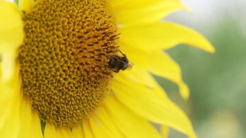 Bumblebee Foraging on Yellow Sunflower in Close Up Stock-Footage 341827569