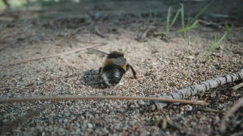A bumblebee in the forest crawls on the sand, he feels bad, he falls. Close-up. Stock Footage 223213589