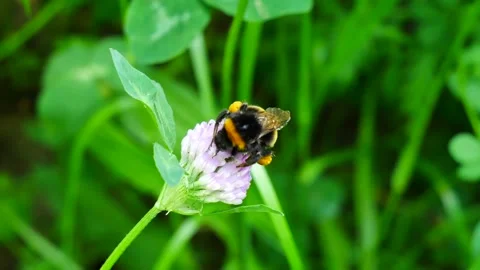 A bumblebee in the forest eats nectar on a clover flower. Video stock 277204023