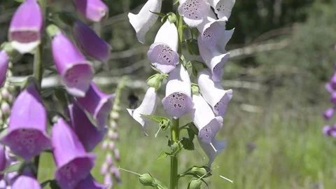 Bumblebee on foxglove Video stock 104134540