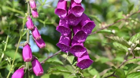 Bumblebee on foxglove in the spring Stock Footage 317261829