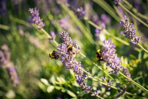 Bumblebee on a fragrant bed of lavender Stock Photos