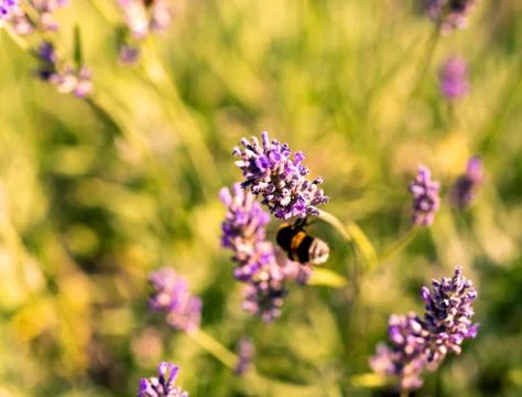 Bumblebee on a fragrant bed of lavender Stock Photos