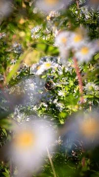 Bumblebee in front of the sun - St Gence - Octobre Foto stock