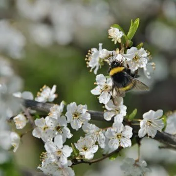 A bumblebee on a fruit tree Stock Photos