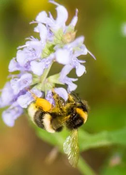 Bumblebee full of pollen Stock Photos