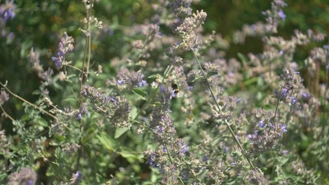 Bumblebee in garden Stock Footage 106299510