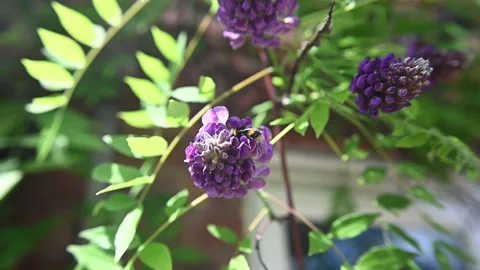 Bumblebee in the garden Stock Footage 279994934