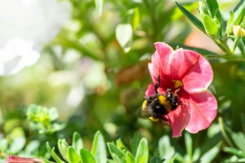 Bumblebee in the garden Stock Photos