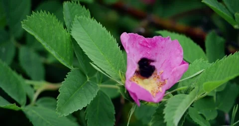 Bumblebee gathering golden pollen from soft pink blossom, highlighting crucial Stock Footage 313593605