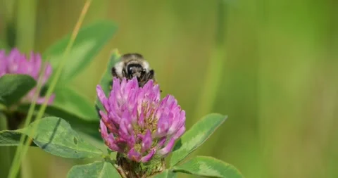 Bumblebee gathering nectar and pollen from purple clover flower, highlighting Stock Footage 313594048