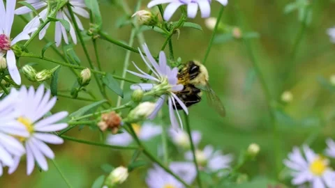 Bumblebee gathering nectar and pollinating forest wildflowers. Stock Footage 219767523