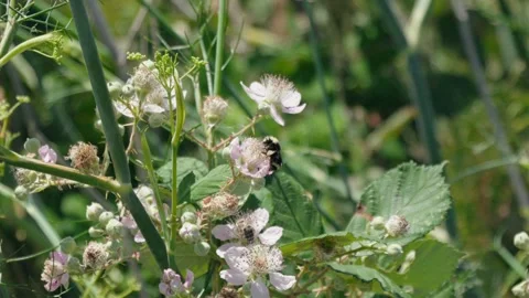 Bumblebee gathering nectar from blooming white blackberry bush flowers Vídeos de archivo 339036643