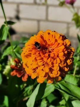 Bumblebee gathering nectar on bright orange zinnia flower macro shot Stock Photos