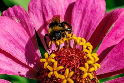 Bumblebee gathering nectar on bright pink zinnia flower close-up, macro photogra Stock Photos