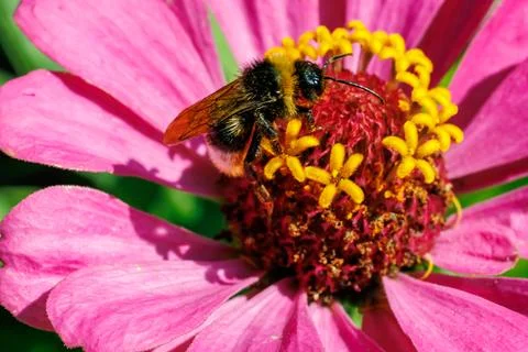 Bumblebee gathering nectar on bright pink zinnia flower close-up, macro photogra Stock Photos