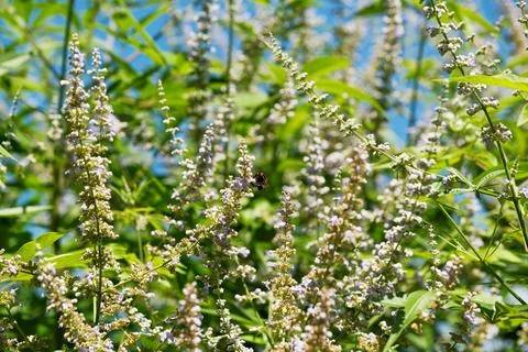 Bumblebee gathering nectar on chaste tree blooming flowers. Stock Photos