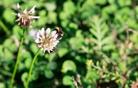 Bumblebee Gathering Nectar from Clover Stock Photos