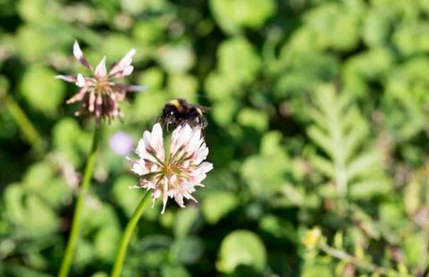 Bumblebee Gathering Nectar from Clover Stock Photos