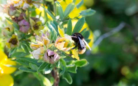 Bumblebee Gathering Nectar from Flower Stock Photos