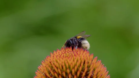 Bumblebee gathering nectar from flower on a summer day. Stock-Footage 167166538