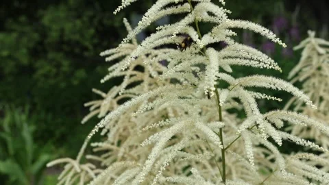 Bumblebee gathering nectar on fluffy white aruncus flower in summer garden 스톡 동영상 336984375