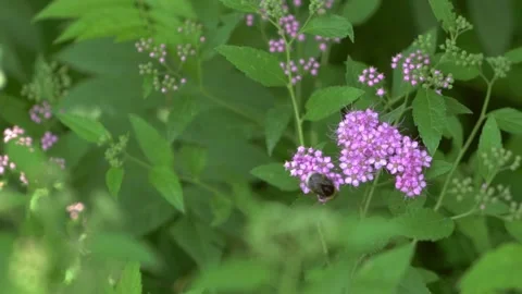 Bumblebee gathering nectar. Stock Footage 154792711