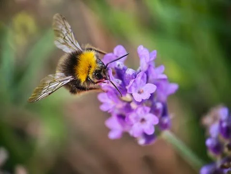 Bumblebee Gathering Nectar from Lavender Flower Stock Photos