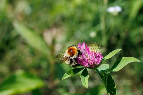 Bumblebee gathering nectar on a pink red clover flower close-up, macro wildlife  Stock Photos