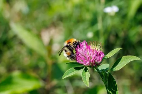 Bumblebee gathering nectar on a pink red clover flower close-up, macro wildlife  Stock Photos