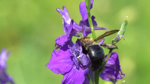 Bumblebee Gathering Nectar on Purple Flower Stock Footage 336460074
