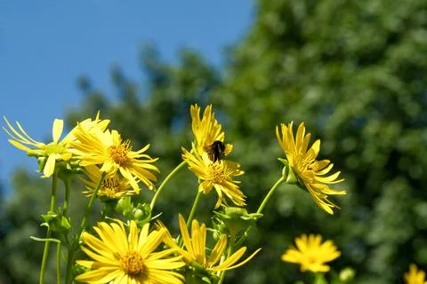 Bumblebee gathering nectar on tall cup plant yellow flowers. Stock Photos