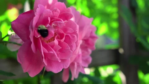 Bumblebee gathering nectar from a vibrant pink rose in a sunny blooming garden Stock Footage 328466780