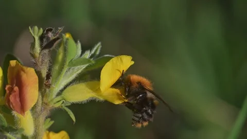 Bumblebee gathering nectar from wildflower Stock Footage 340246586