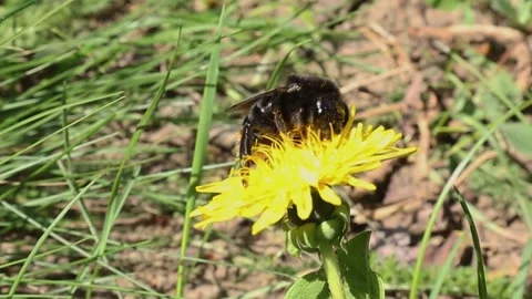 Bumblebee gathering nectar from yellow dandelion flower in sunny field Stock Footage 309739371