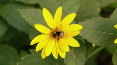 Bumblebee gathering nectar from yellow flowers Stock Footage 158322573