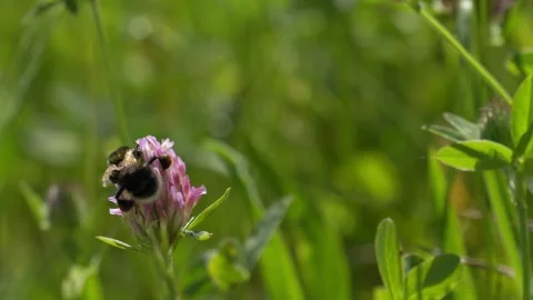 Bumblebee Gathering Pollen and Taking Flight - 4K Macro Wildlife B-Roll Vídeos de archivo 335829491