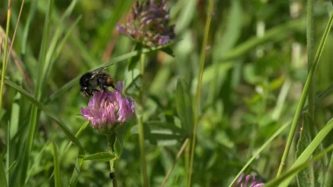 Bumblebee Gathering Pollen and Taking Flight - 4K Macro Wildlife Slow Motion Vídeos de archivo 335833758