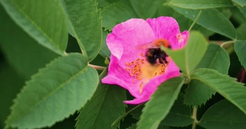 Bumblebee gathering pollen from bright pink wild rose flower, highlighting Stock Footage 313594979